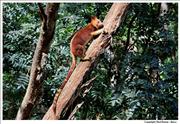 Wildlife Goodfellows-Tree-Kangaroo